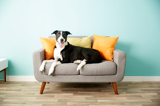 Dedicated to Pets in Need