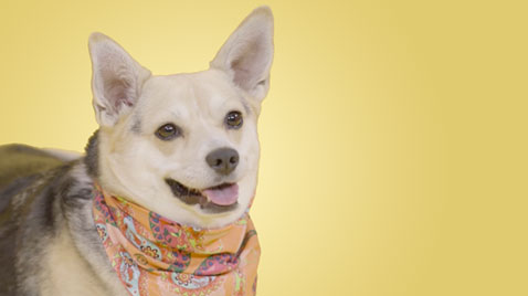 How can I manage my dog's weight?