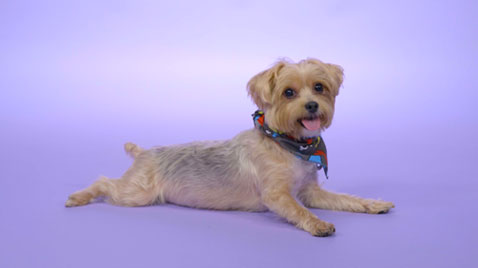 What are the benefits of a grain-free diet?