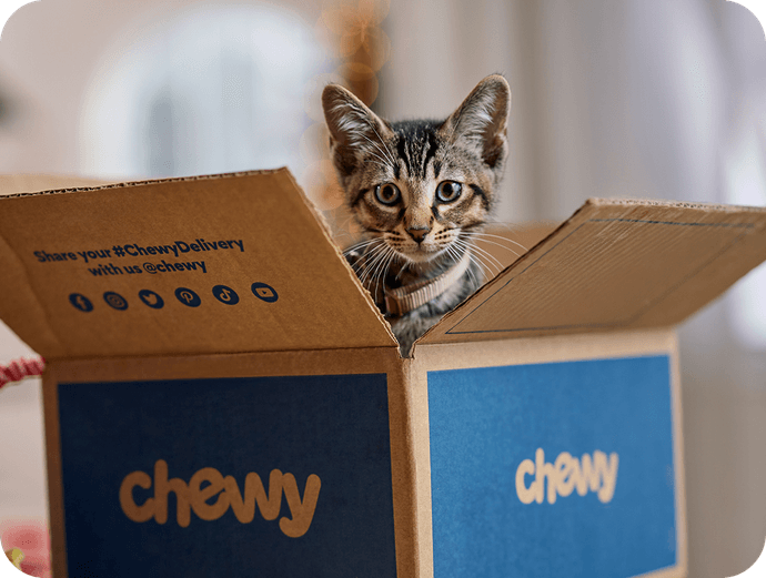Cat in an open Chewy box