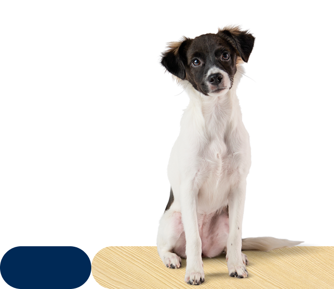 A small black and white dog