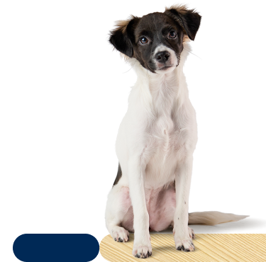 A small black and white dog