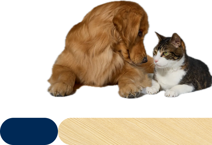 A golden retriever and a tabby cat laying next to one another