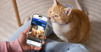 A cat sniffing a phone displaying the online pet portal