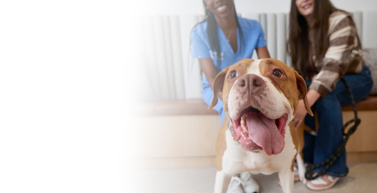 A veterinary professional with a dog in the clinic reception area