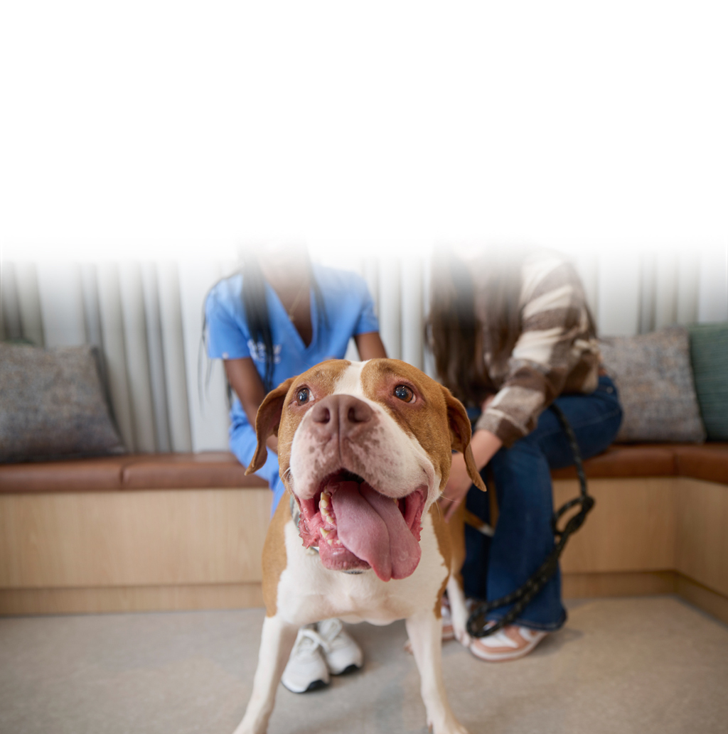 A veterinary professional with a dog in the clinic reception area