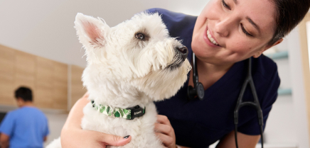 A veterinary professional examining a dog