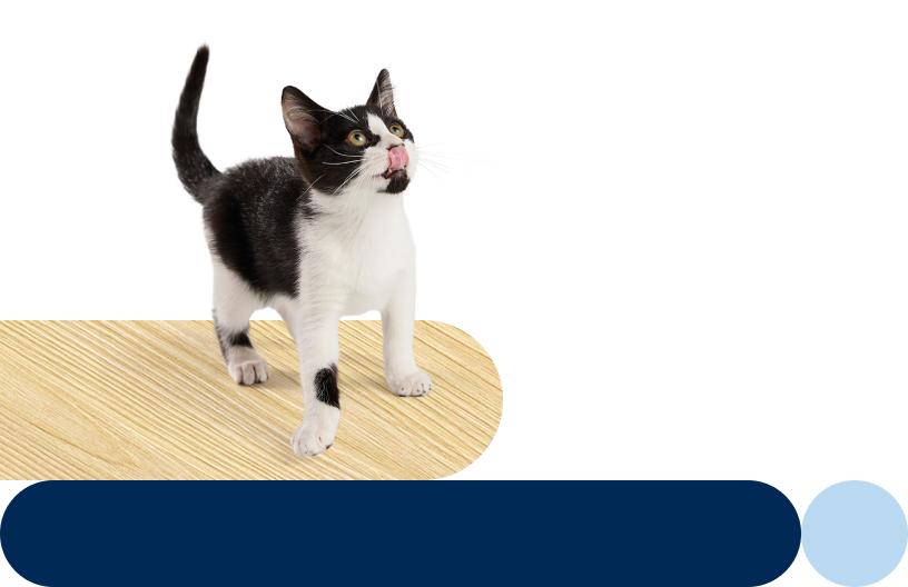 A kitten licking their nose