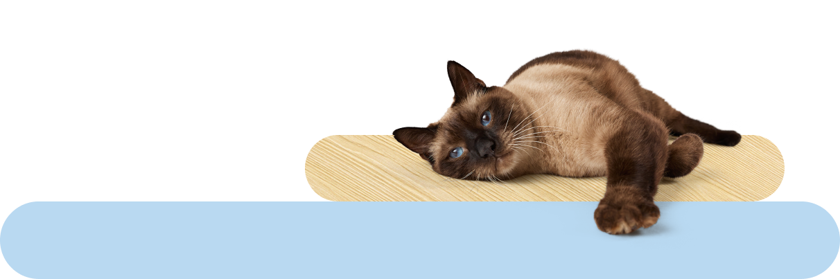 A cat lying down reaching forward with one paw