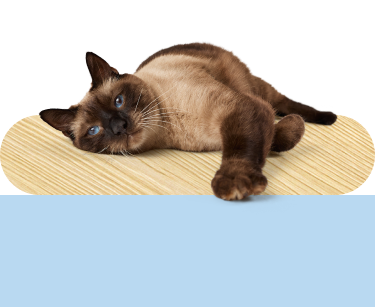 A cat lying down reaching forward with one paw