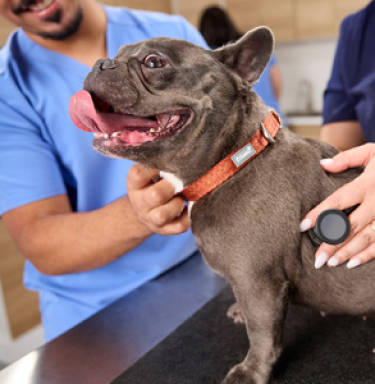 Two veterinary professionals examining a smiling dog