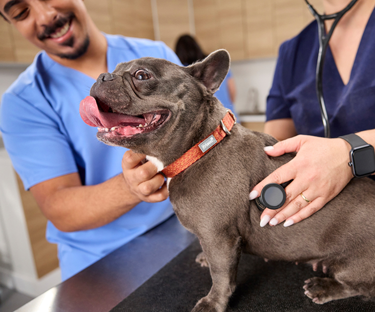 Two veterinary professionals examining a smiling dog