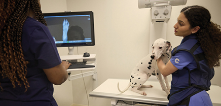 A veterinary professional performing diagnostic testing on a dog while other veterinary professionals work around them