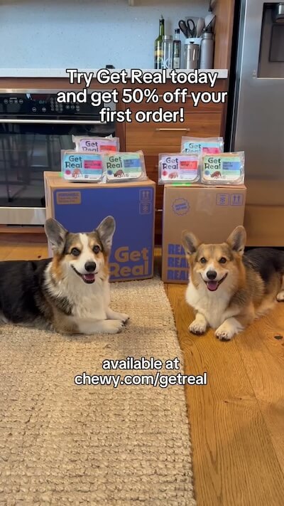 An update from @bradygraffiti_corgis