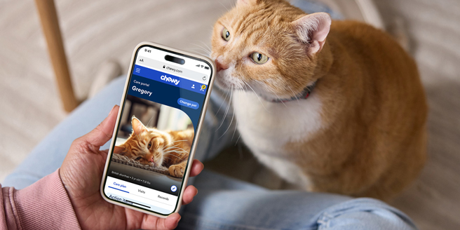 A cat sniffing a phone displaying the online pet portal