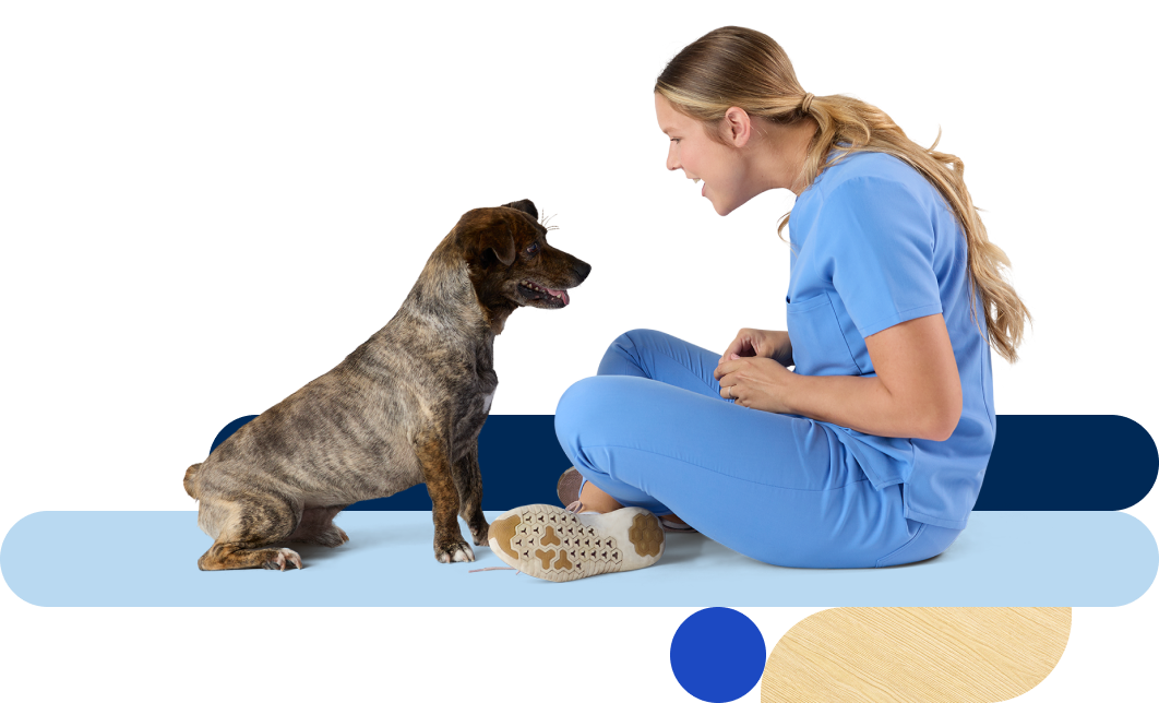 A veterinary professional playing with a dog