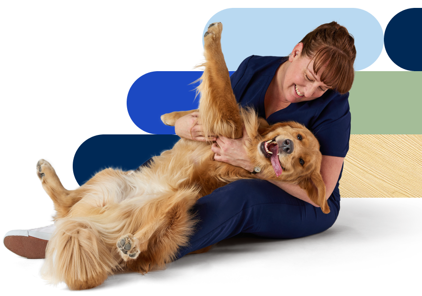 A veterinary professional playing with a dog